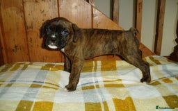 Boxer dogs for sale: Health Tested COI 1.5% KC Registered - Image 19
