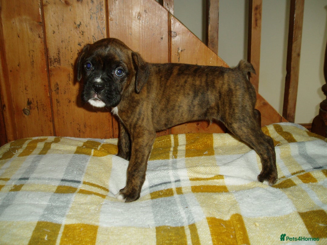 Boxer dogs for sale: Health Tested COI 1.5% KC Registered - Image 19