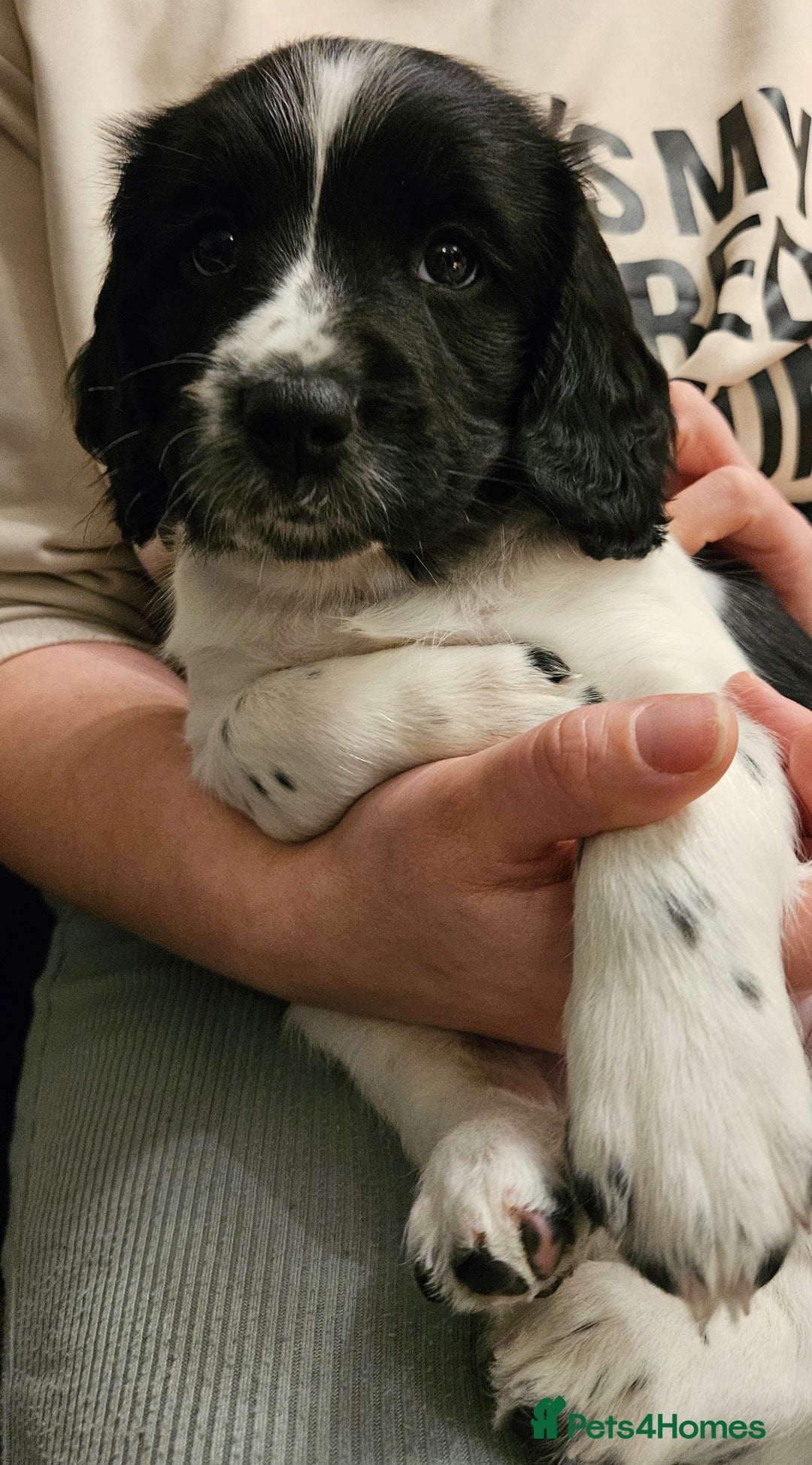 English Springer Spaniel dogs for sale: ✨ KC Registered Springer Spaniel Puppies ✨ - Advert 31