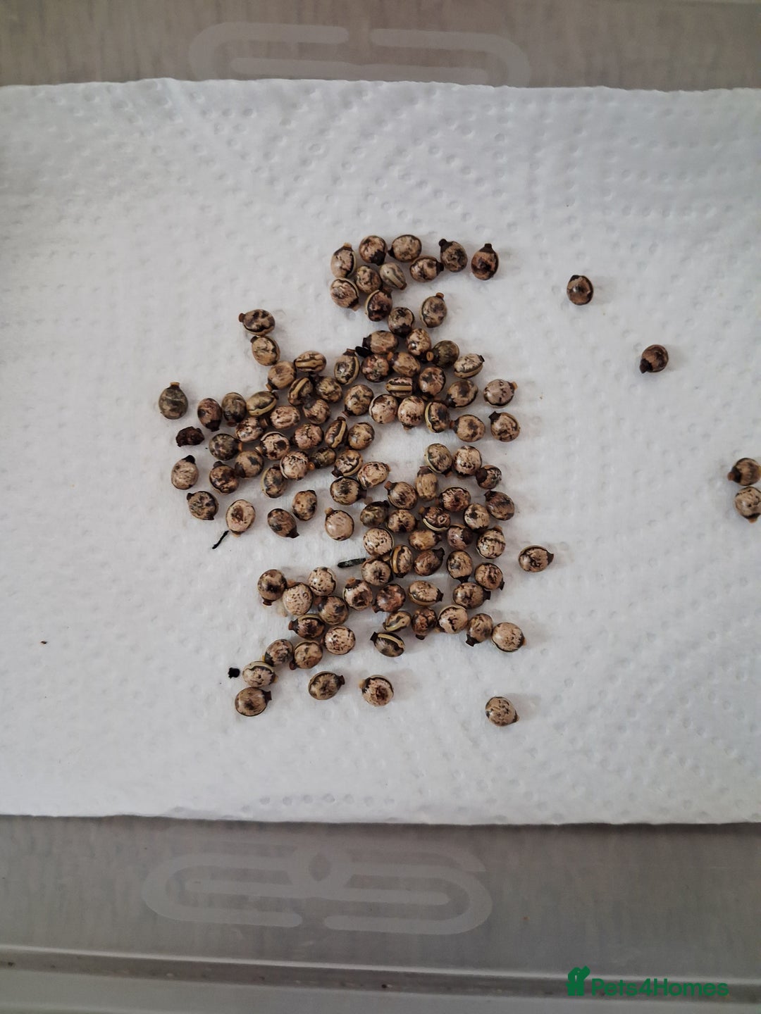 Stick Insects invertebrates for sale: Macleays spectre stick insect eggs  - Image 4