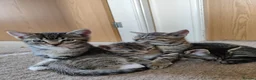 Mixed Breed cats for sale: Unique Tabby kittens   looking for a forever home  in Doncaster - Advert 9