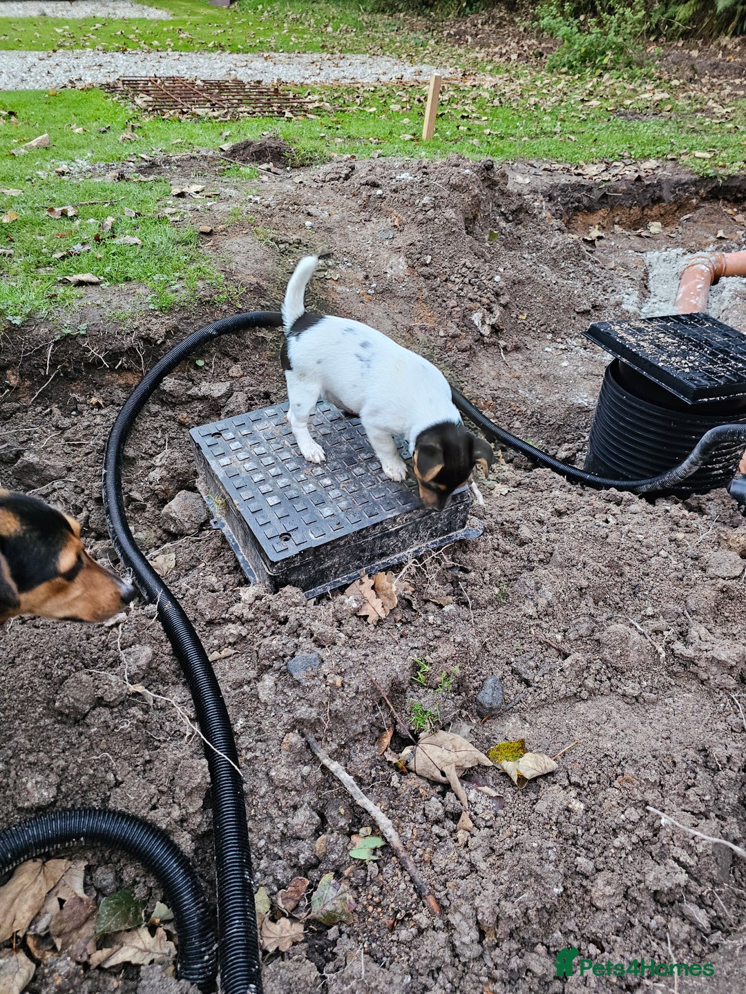 Jack Russell dogs for sale: Chasca - Image 3