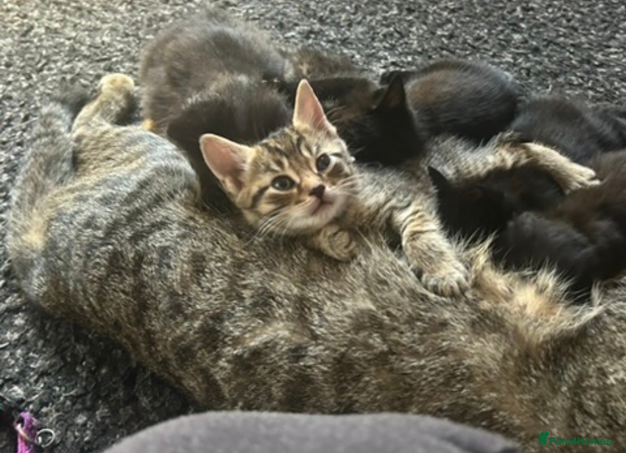 Mixed Breed cats Male kittens - Advert 1