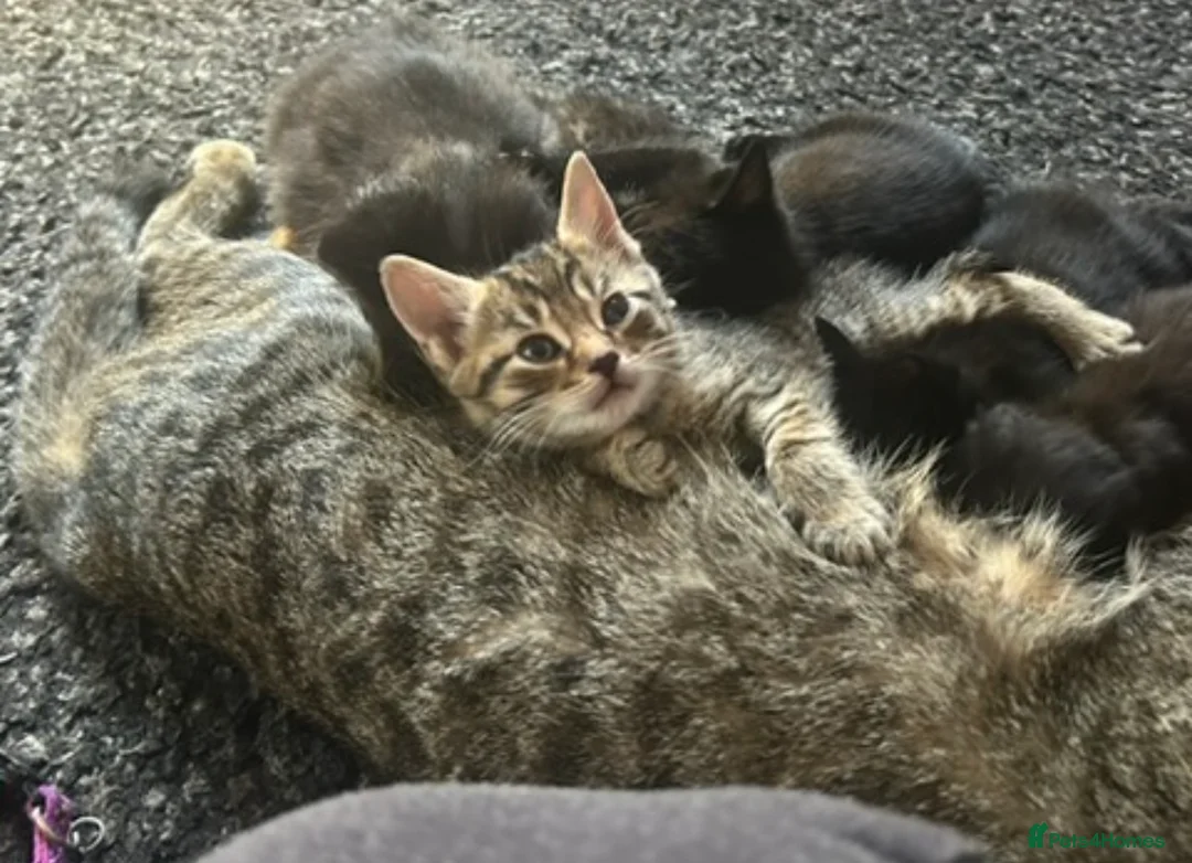 Mixed Breed cats for sale: Male kittens - Advert 1