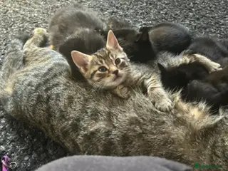Mixed Breed cats Male kittens - Advert 1