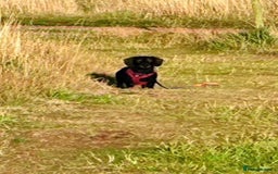 Miniature Dachshund dogs for stud: Mini wired hair Dachshunds - Image 2