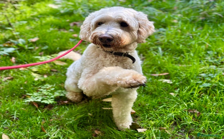 Goldendoodle dogs - Advert 3