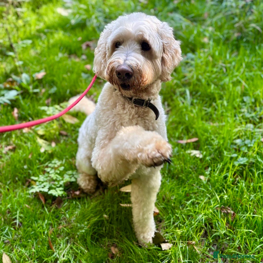 Goldendoodle dogs for sale: Beautiful male Goldendoodle looking for a home - Image 1