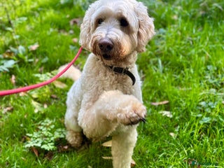 Goldendoodle dogs - Advert 24