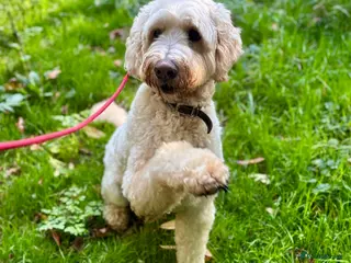 Goldendoodle dogs Beautiful male Goldendoodle looking for a home - Advert 7