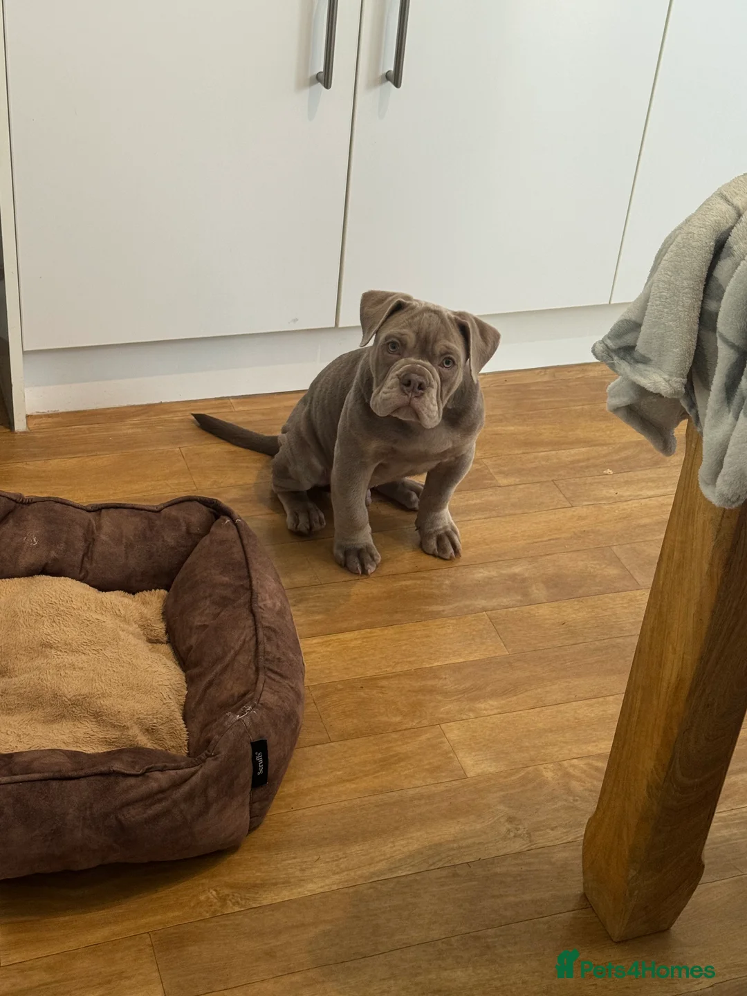 Olde English Bulldogge dogs for sale: Olde English bulldog 17weeks old - Advert 4