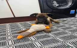 Belgian Shepherd Dog dogs for sale: Belgian malinois puppies  - Image 16