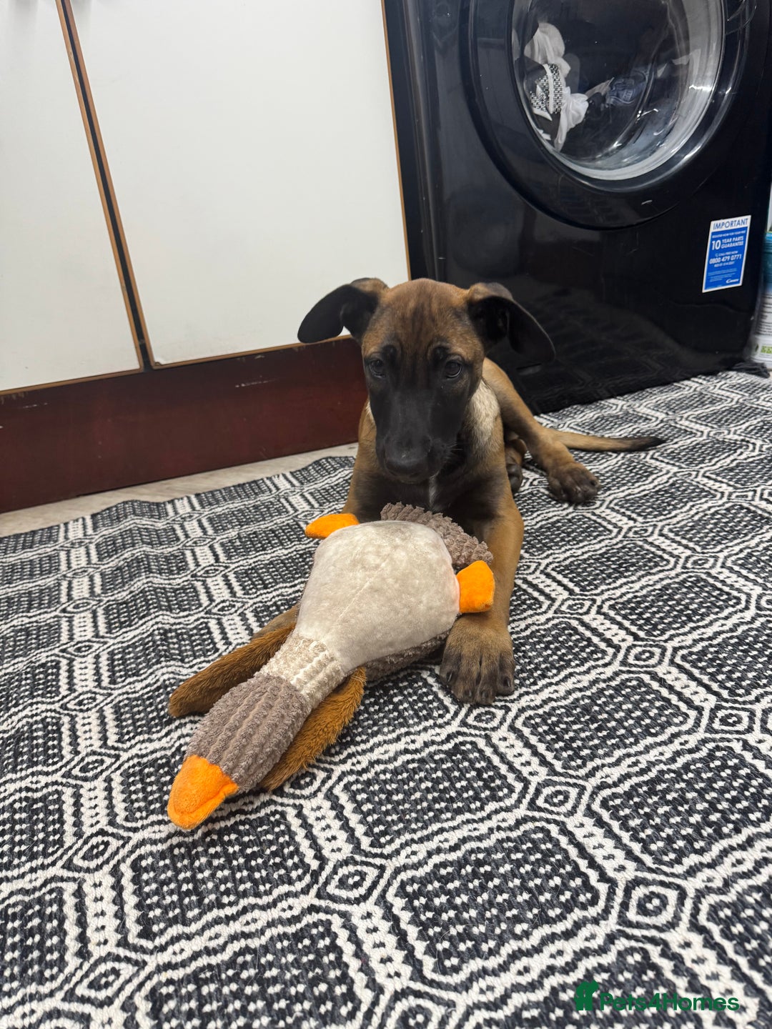 Belgian Shepherd Dog dogs for sale: Belgian malinois puppies  - Image 16