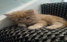 Exotic cats for sale:  3 Kittens - Image 7