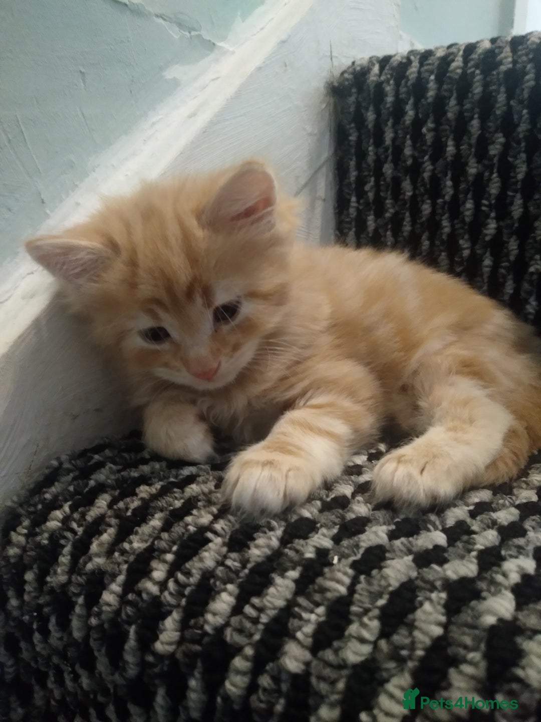 Exotic cats for sale:  3 Kittens - Image 7