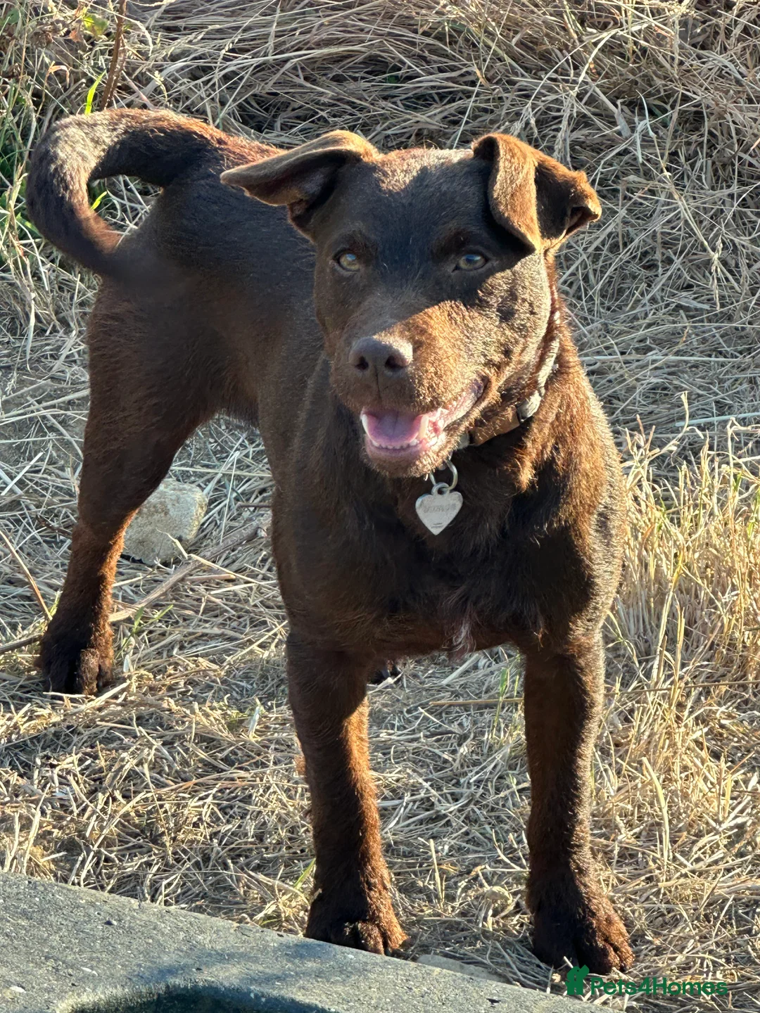 Patterdale Terrier dogs for stud: Rough coat proven male  in Wisbech - Advert 3