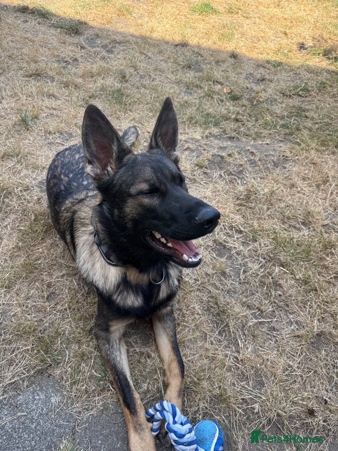 German Shepherd dogs Maverick - Advert 2