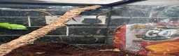 Gecko reptiles for sale: Various geckos available  - Advert 3