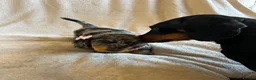 Miniature Dachshund dogs for sale:  KC Registered Miniature Dachshund Puppies - Advert 21