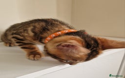 Bengal cats for sale: Stunning Glittered Pedigree Benga kittens  - Image 31