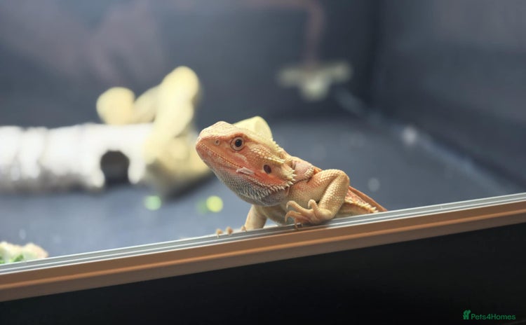 Bearded Dragon reptiles in Huddersfield - Advert 1