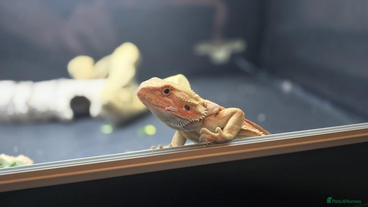 Bearded Dragon reptiles in Huddersfield - Advert 1