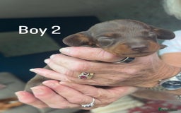 Miniature Dachshund dogs for sale: Miniature Dachshund Puppies For Sale  - Image 6