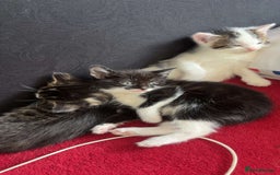 Domestic Shorthair cats for sale: 🐱 Beautiful  Kittens Looking for Loving Homes 🏡 - Image 1