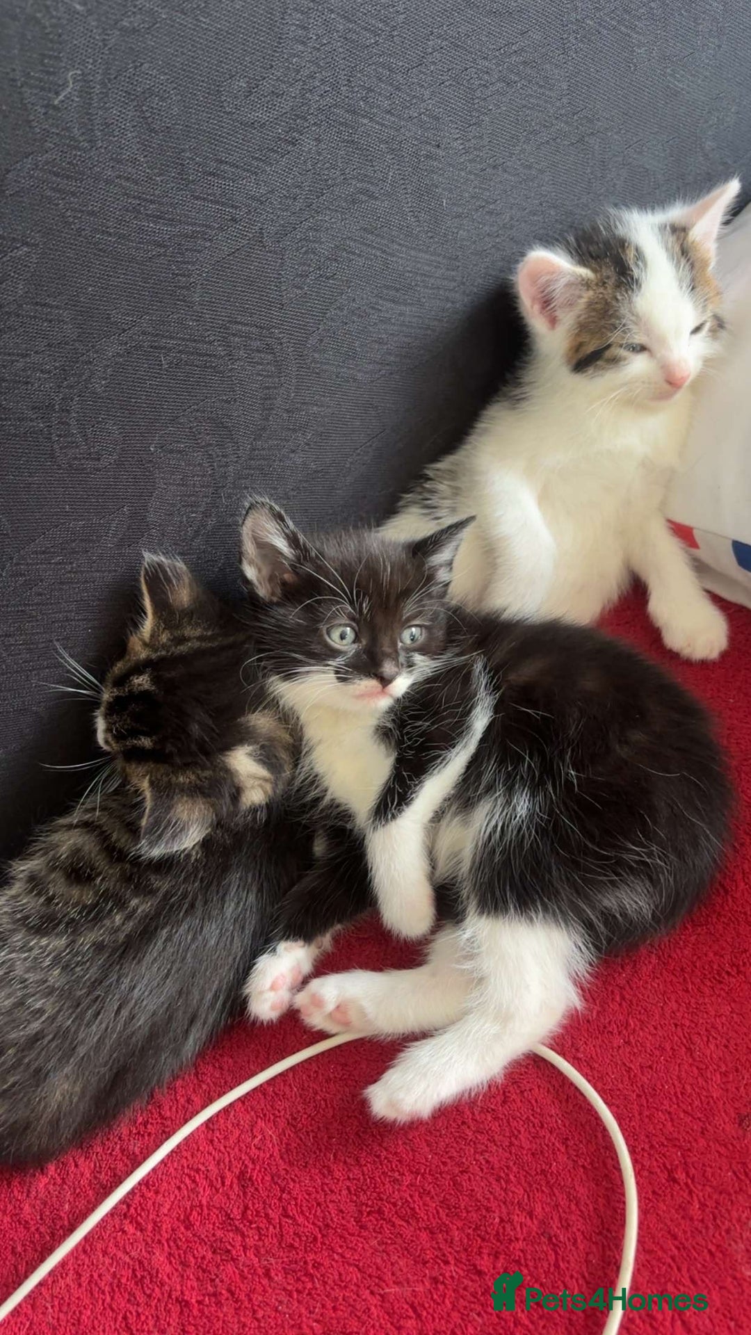 Domestic Shorthair cats for sale: 🐱 Beautiful  Kittens Looking for Loving Homes 🏡 - Image 1