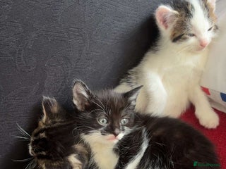 Domestic Shorthair cats - Advert 1