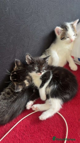 Domestic Shorthair cats - Advert 2