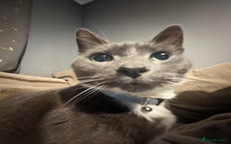 British Shorthair cats for sale: Loved pet for adoption  - Image 7