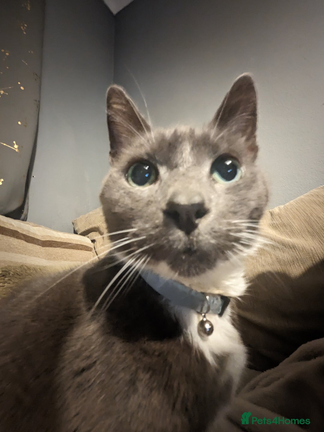 British Shorthair cats for sale: Loved pet for adoption  - Image 7