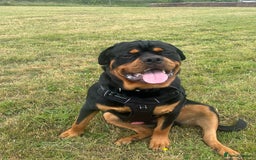 Rottweiler dogs for stud: Stunning solid male Rottweiler  - Image 3