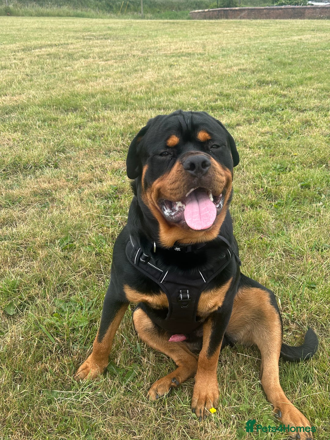 Rottweiler dogs for stud: Stunning solid male Rottweiler  - Image 3