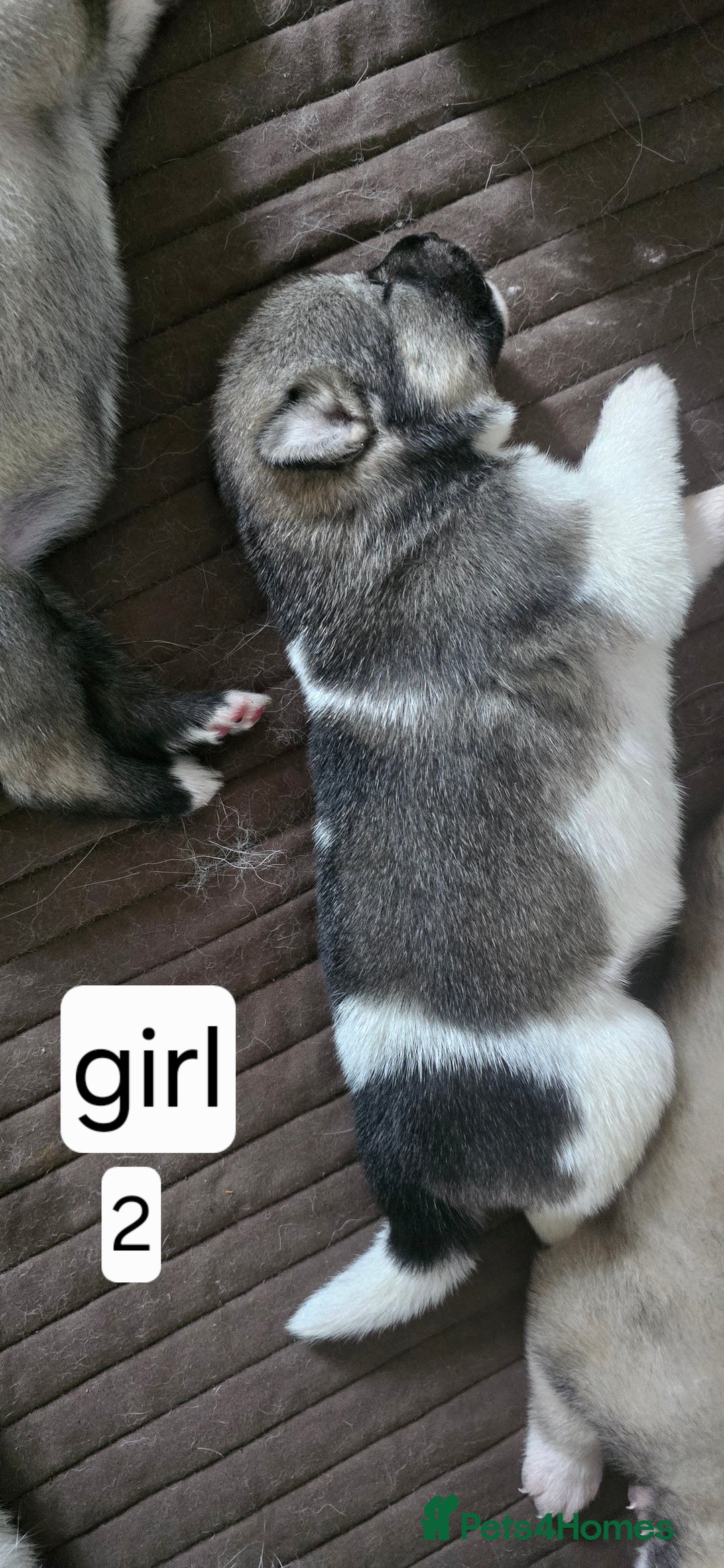 Mixed Breed dogs for sale: Northern Inuit cross American akita  - Image 5