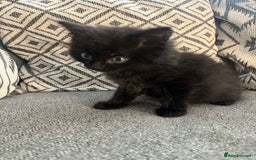 British Shorthair cats for sale: 3 boy kittens for sale  - Image 4