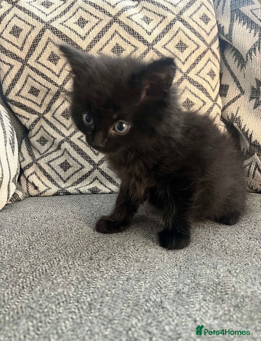British Shorthair cats for sale: 3 boy kittens for sale  - Image 4