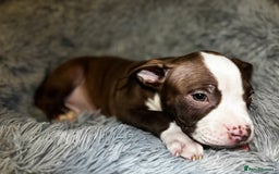 American Bully dogs for sale: perfect puppys - Image 25