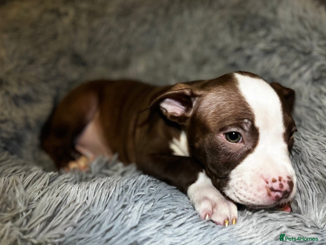 American Bully dogs for sale: perfect puppys - Image 25