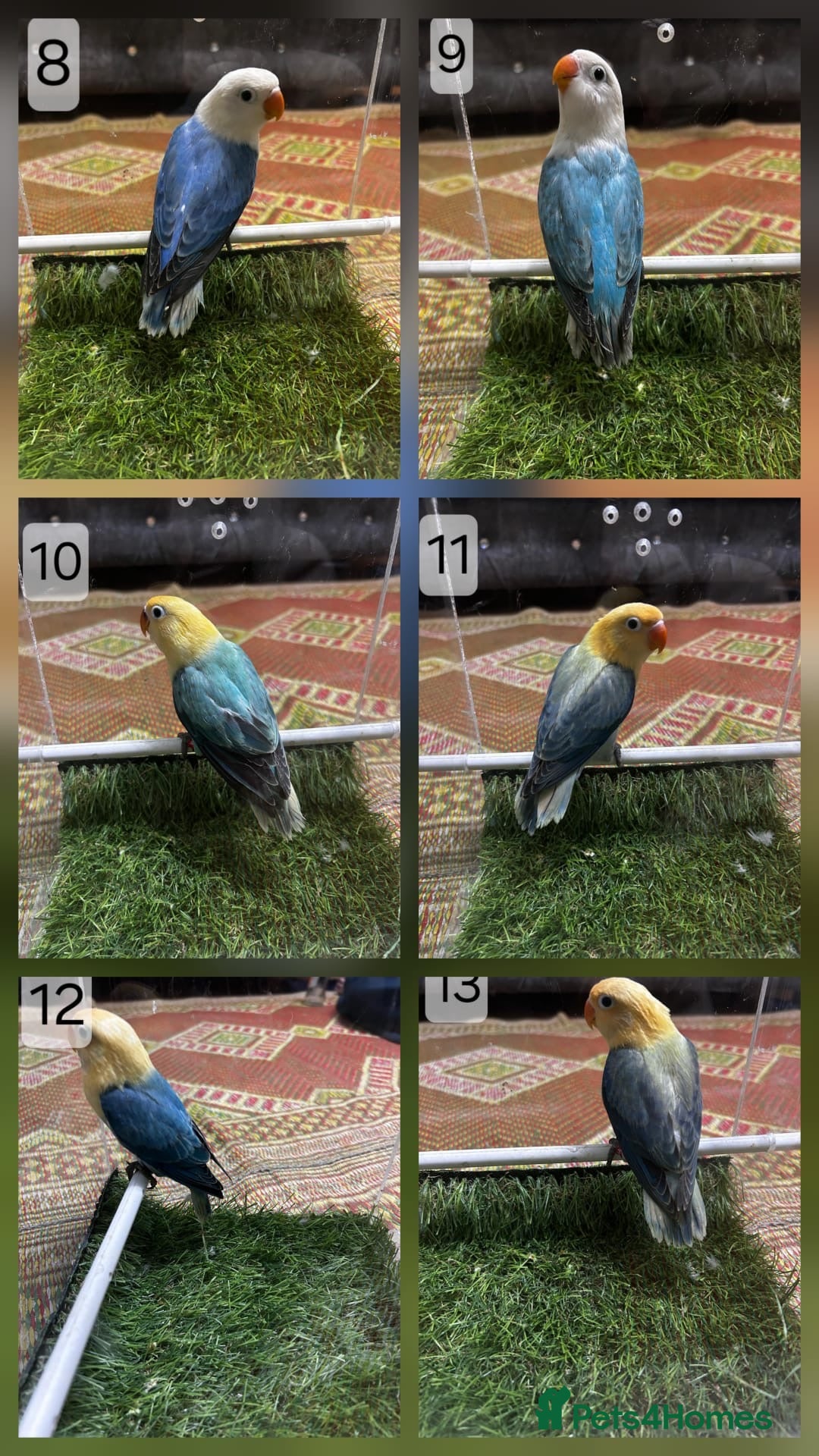 Lovebirds birds for sale: Beautiful Mutation fisher Lovebirds in Birmingham  - Advert 2