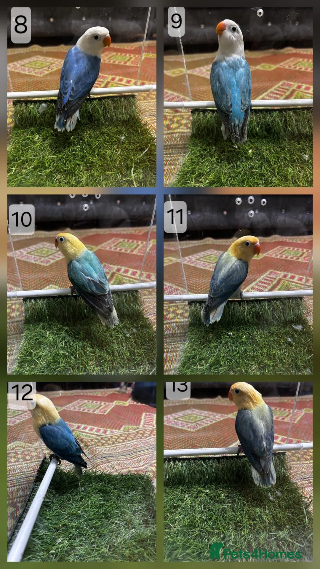 Lovebirds birds for sale: Beautiful Mutation fisher Lovebirds in Birmingham  - Advert 2