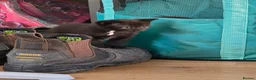 Mixed Breed cats for sale: All black kittens  in Preston - Advert 8