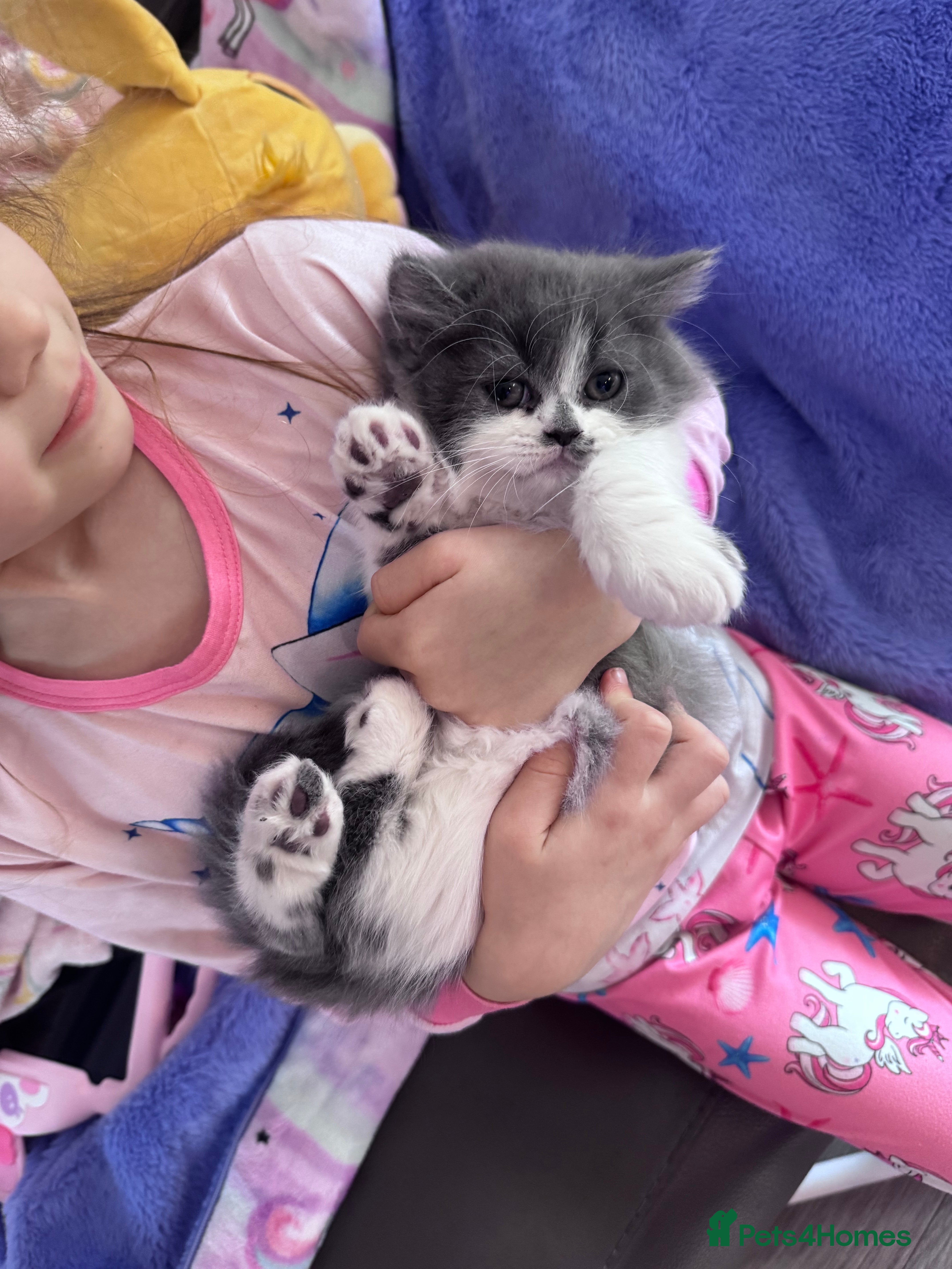 British Longhair cats Last female remaining ✨British longhair kitten - Advert 2