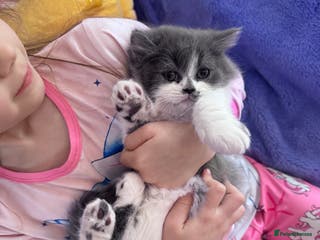 British Longhair cats Last female remaining ✨British longhair kitten - Advert 2