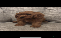 Cavapoo dogs for sale: F1 TOY CAVAPOO PUPPIES  - Image 3