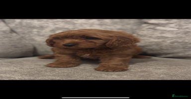 Cavapoo dogs F1 TOY CAVAPOO PUPPIES  - Advert 5