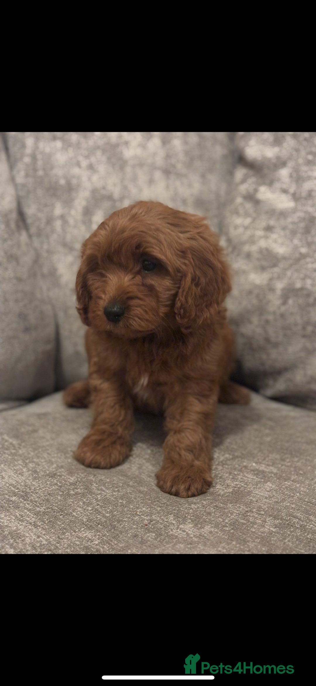 Cavapoo dogs for sale: F1 TOY CAVAPOO PUPPIES  - Image 3