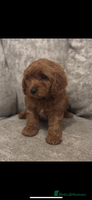 Cavapoo dogs F1 TOY CAVAPOO PUPPIES - Advert 6