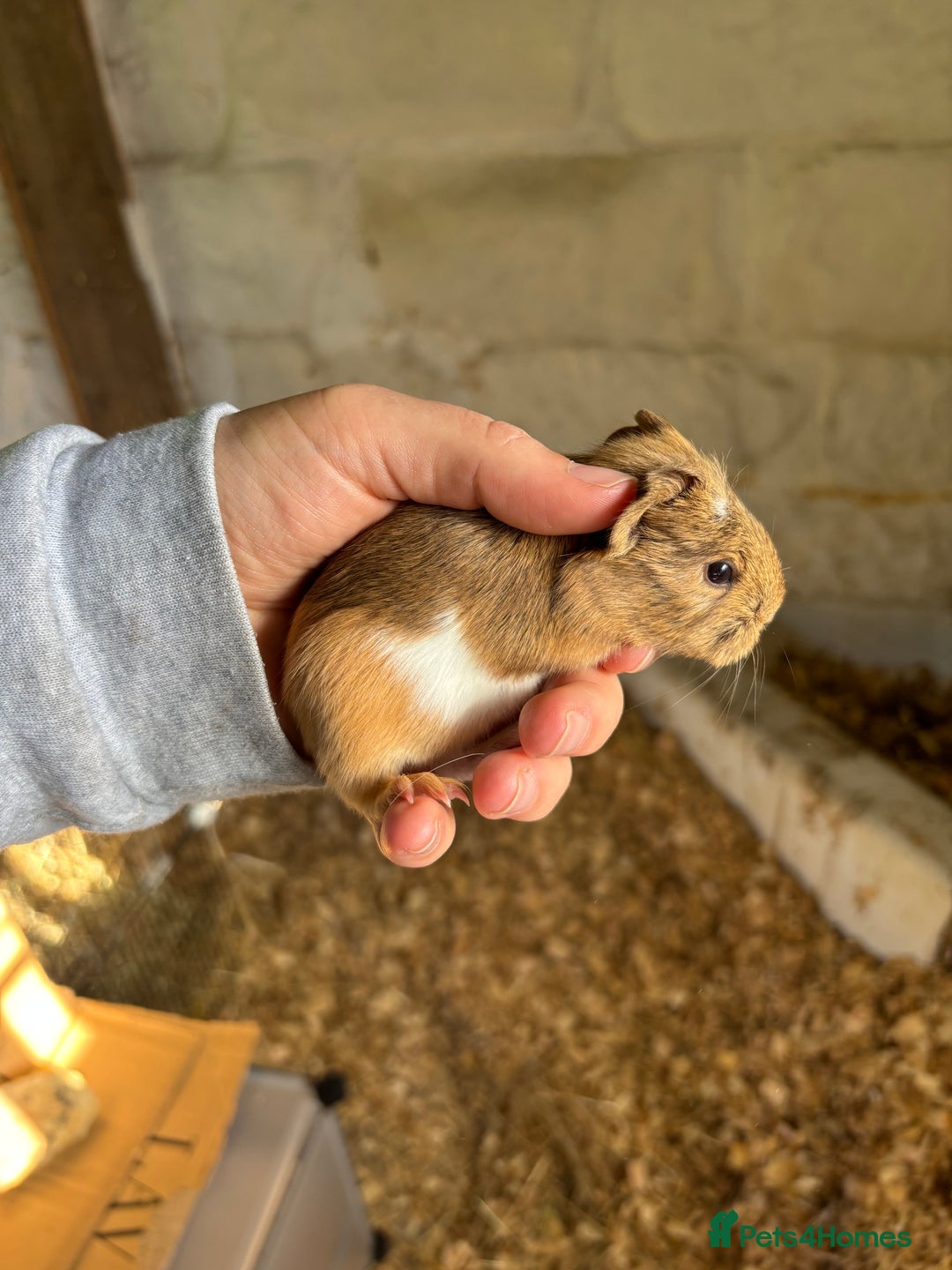 Guinea Pig rodents for sale: Baby Boy Guinea Pigs - Image 4